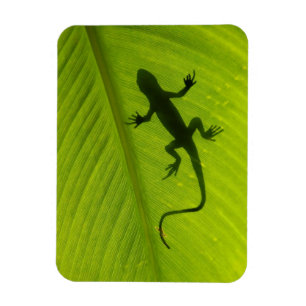 Gecko Silhouette Magnet