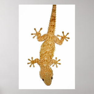 Geckoeidechsenplakat Poster