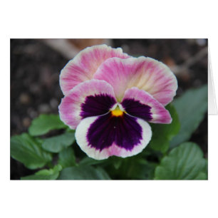 Gedämpfter lila Pansy, leere Blumenanmerkungen