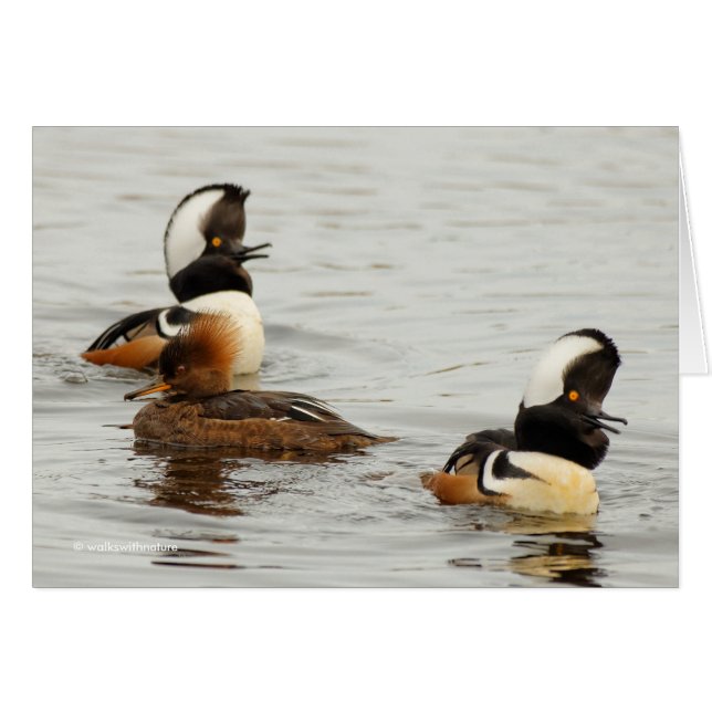 Gedeckte Merganser: Sie ist nicht beeindruckt (Vorderseite (Horizontal))