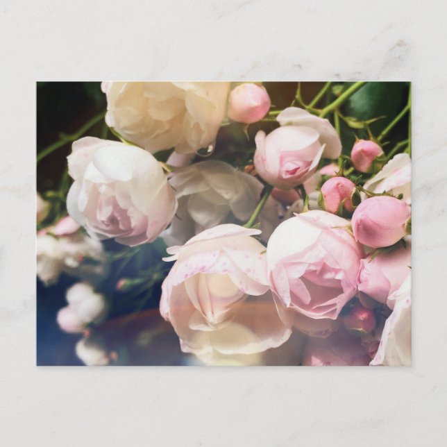 Gedichte aus der Sammlung von Rose Postkarte (Vorderseite)