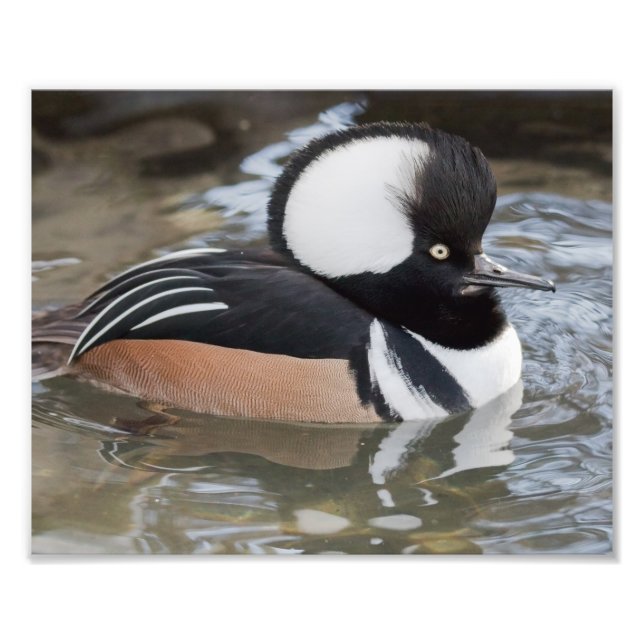 Gedruckte Merganser Fotografie (Vorne)