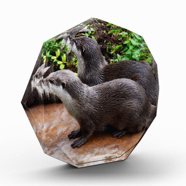 **"Geduld am Wasser: Zwei kleine graue Otters Fotoblock (Links)