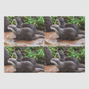**"Geduld am Wasser: Zwei kleine graue Otters Seidenpapier