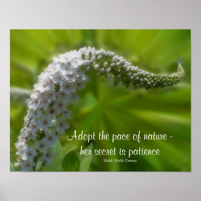 Geduld Zitat Weiße Blume Inspiration Poster (Vorne)