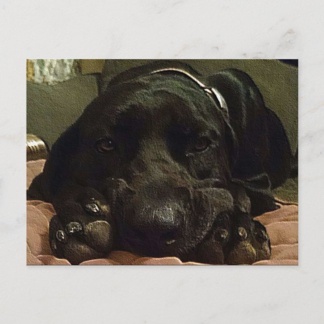 geduldig Gewartet Postkarte (Vorderseite)