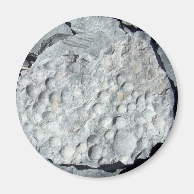 Geer Road Fossils Magnet (Vorne)