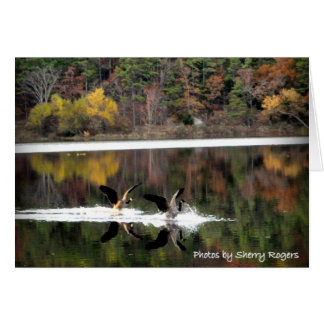 ~Geese auf Clayton Lake~