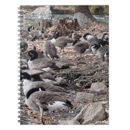 Geese in the Park Notebook Notizblock