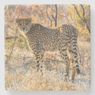 Geetah-Blick Steinuntersetzer