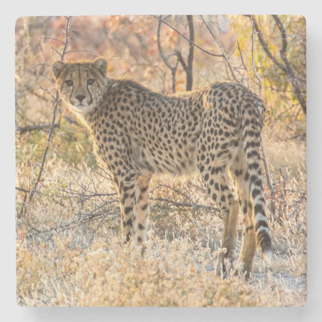 Geetah-Blick Steinuntersetzer (Vorderseite)