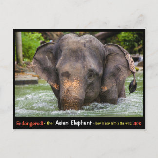 Gefährdet: Alles über den asiatischen Elefanten - Postkarte