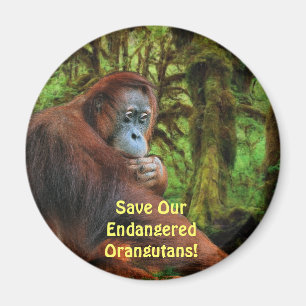 Gefährdete Orangutans Red Apes Wildlife Art Magnet
