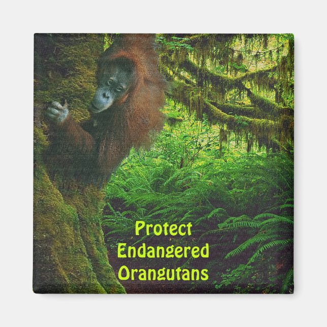 Gefährdete Orangutans Red Apes Wildlife Art Magnet (Vorne)