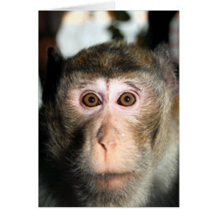 gefährdete Regenwaldreifen