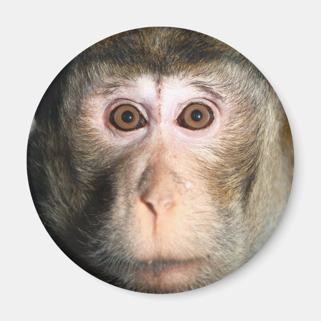 gefährdete Regenwaldreifen Magnet (Vorne)