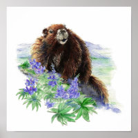 Gefährdete Vancouver Island Marmot