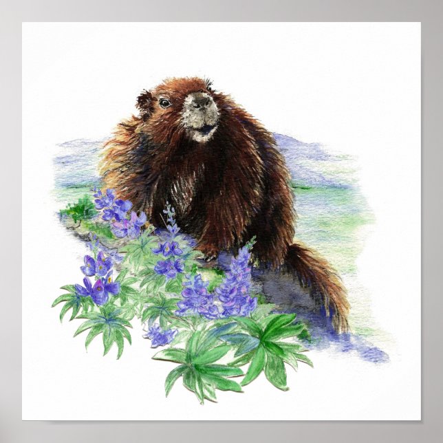 Gefährdete Vancouver Island Marmot Poster (Vorne)