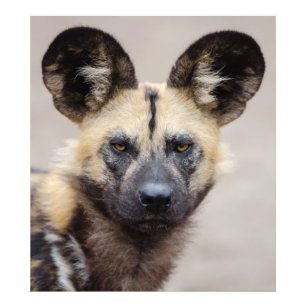 Gefährdeter afrikanischer Wildhund Fotodruck