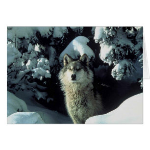 gefährdeter Grauer Wolf
