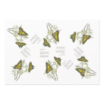 gefährdetes Frack und Honeyeater handbemalt