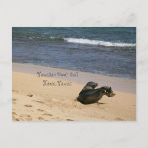 gefährdetes Hawaiianisches Mönch-Siegel Kauai Hawa Postkarte