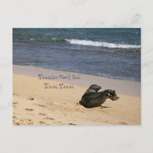 gefährdetes Hawaiianisches Mönch-Siegel Kauai Hawa Postkarte (Vorderseite)