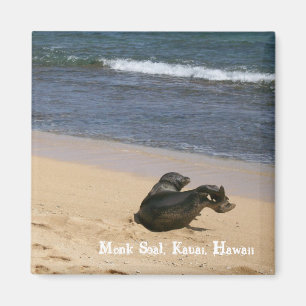 Gefährdetes Mönch-Siegel Kauai Hawaii Magnet