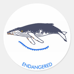 gefährdetes Tier - Humpback WHALE - Wildtiere - Runder Aufkleber