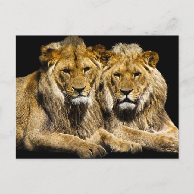 Gefährliche Raubfische Postkarte (Vorderseite)