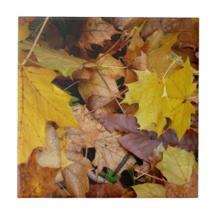 Gefallene Ahornblätter Gelber Herbst Natur Fliese