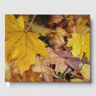 Gefallene Ahornblätter Gelber Herbst Natur Gästebuch