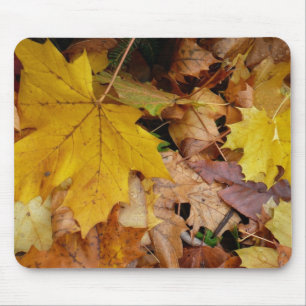 Gefallene Ahornblätter Gelber Herbst Natur Mousepad