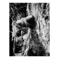 Gefallene Eicheln auf dem Baum