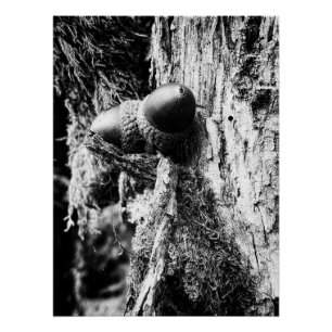 Gefallene Eicheln auf dem Baum Poster