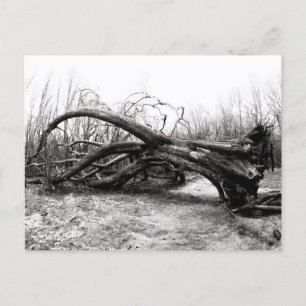 Gefallene Giganten, Baumkrieger, Natur / Wildnis Postkarte