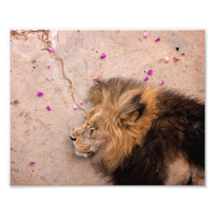 Gefallener König Fotodruck