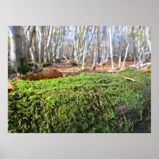 Gefällter Baum in Herbstmoos - Personalisiert Poster (Vorne)