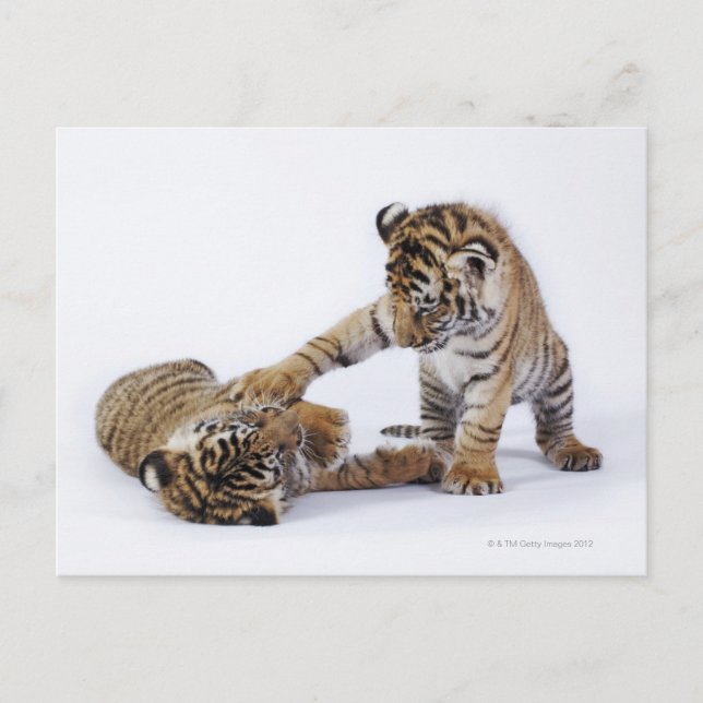 Gefangen, Südafrika Postkarte (Vorderseite)