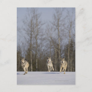 Gefangene, Duluth, Minnesota, USA 2 Postkarte