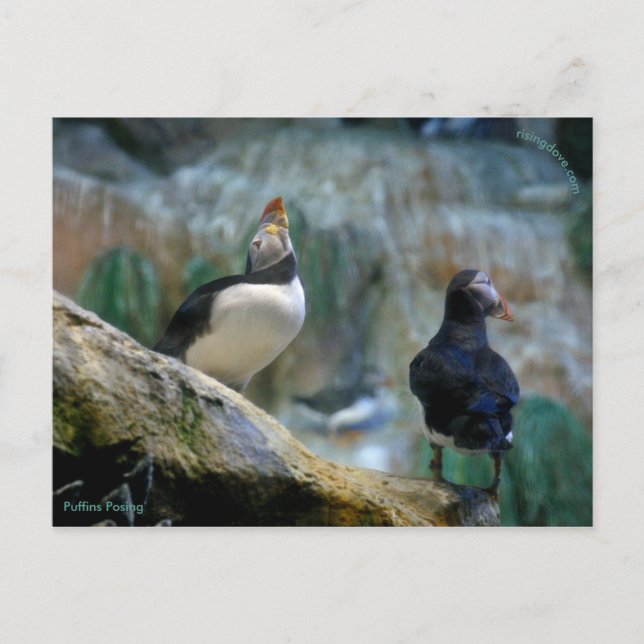 Gefangene Puffins/Nesting, Haystack Rock Postkarte (Vorderseite)