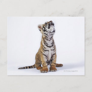 Gefangene, Südafrika 2 Postkarte