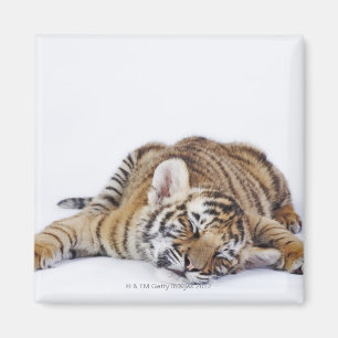 Gefangener, Südafrika 3 Magnet