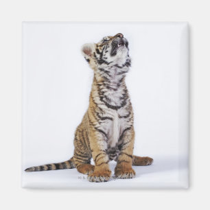 Gefangener, Südafrika Magnet