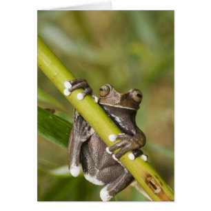 Gefangener Tapichalaca-Laubfrosch Hyloscirtus