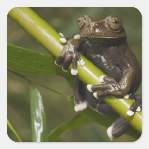 Gefangener Tapichalaca-Laubfrosch Hyloscirtus 2 Quadratischer Aufkleber