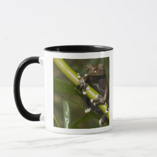 Gefangener Tapichalaca-Laubfrosch Hyloscirtus 2 Tasse