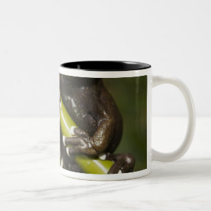Gefangener Tapichalaca-Laubfrosch Hyloscirtus 2 Zweifarbige Tasse