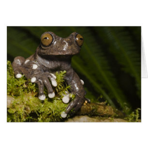 Gefangener Tapichalaca-Laubfrosch Hyloscirtus 3