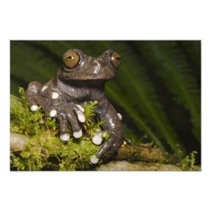 Gefangener Tapichalaca-Laubfrosch Hyloscirtus 3 Fotodruck